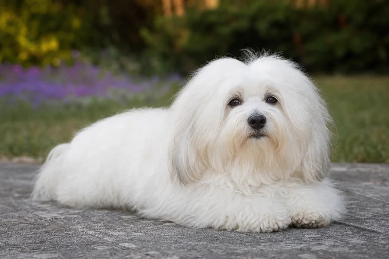 Coton de Tulear — lying down