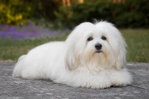 Coton de Tulear — lying down