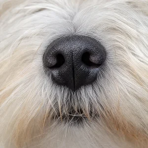Coton de Tulear — nose