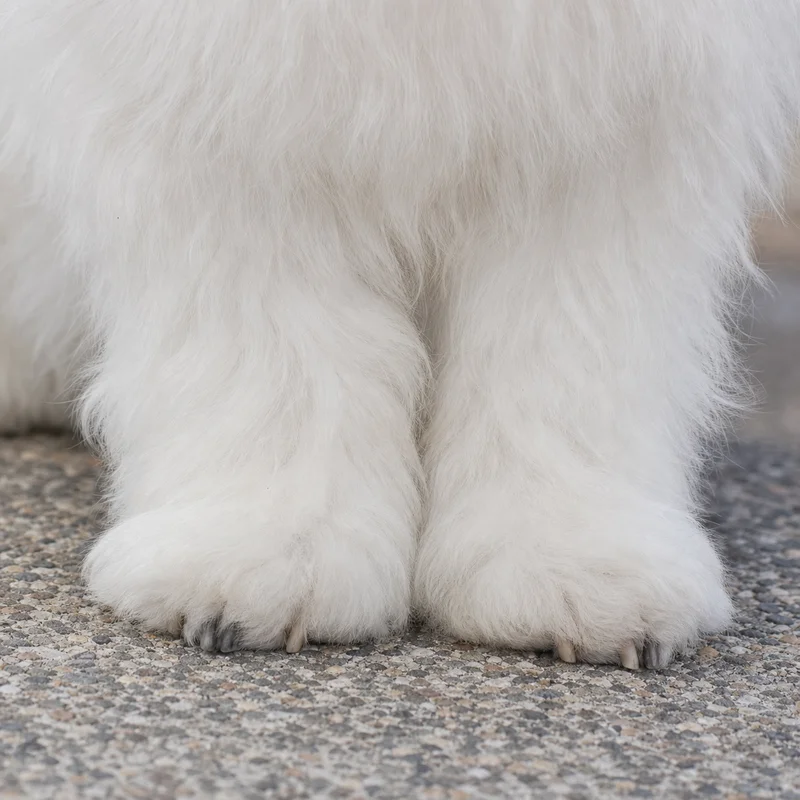 Coton de Tulear — paws