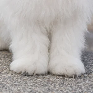 Coton de Tulear — paws