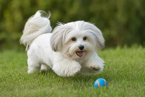 Coton de Tulear — playing