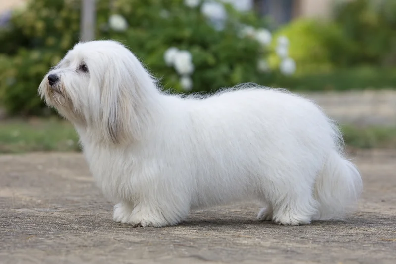 Coton de Tulear — side