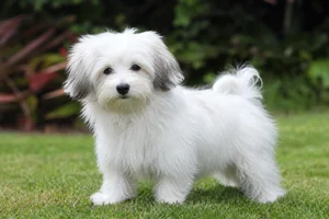 Coton de Tulear — puppy (~4 mo)