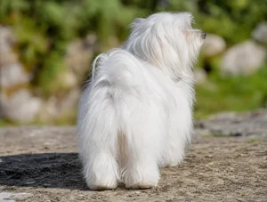 Coton de Tulear — rear