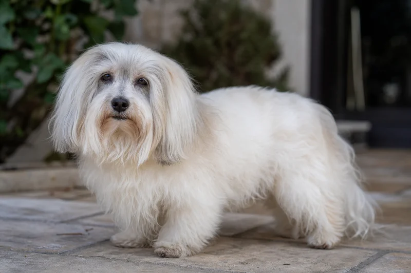 Coton de Tulear — senior