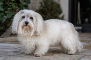 Coton de Tulear — senior
