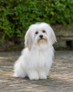 Coton de Tulear — sitting
