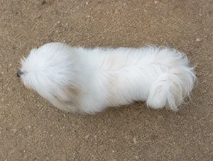 Coton de Tulear — top