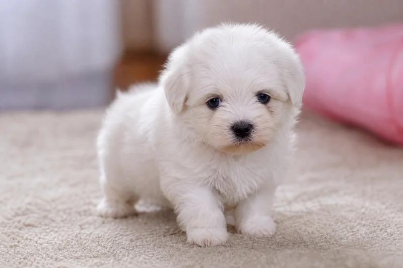 Coton de Tulear — young puppy (~1 mo)