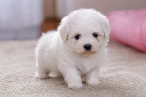 Coton de Tulear — young puppy (~1 mo)