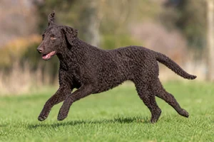 Curly Coated Retriever — running