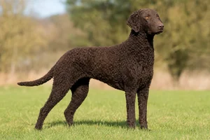 Curly Coated Retriever — adult