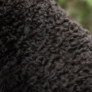 Curly Coated Retriever — coat texture