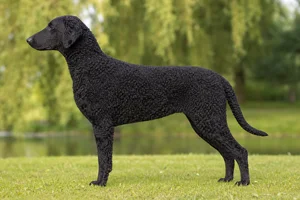 Curly Coated Retriever — Black coat