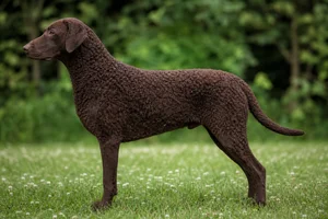 Curly Coated Retriever — Liver coat