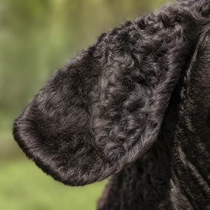 Curly Coated Retriever — ears