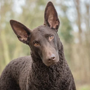 Curly Coated Retriever — alert