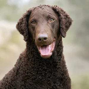 Curly Coated Retriever — happy
