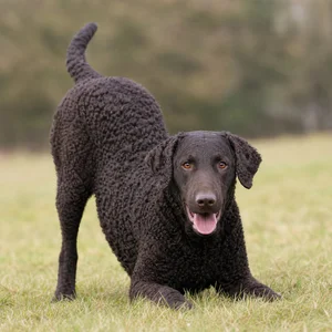 Curly Coated Retriever — playful