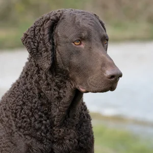 Curly Coated Retriever — relaxed