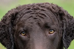 Curly Coated Retriever — eyes