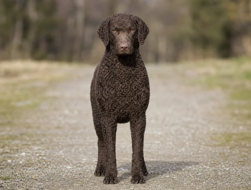 Curly Coated Retriever — front