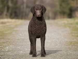 Curly Coated Retriever — front