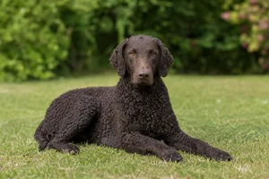 Curly Coated Retriever — lying down