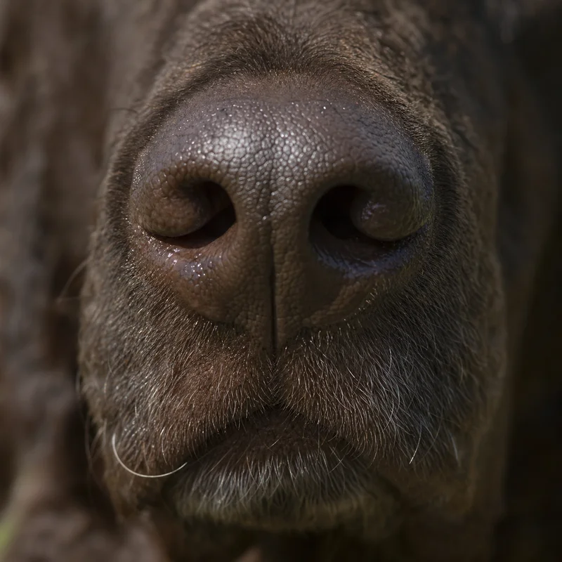 Curly Coated Retriever — nose