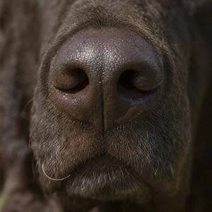 Curly Coated Retriever — nose