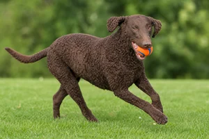 Curly Coated Retriever — playing