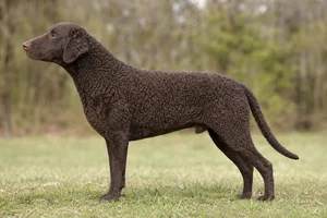 Curly Coated Retriever dog