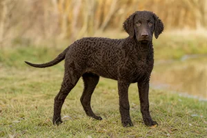Curly Coated Retriever — puppy (~4 mo)
