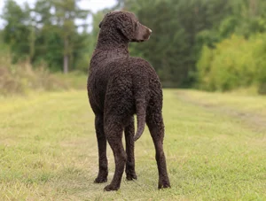 Curly Coated Retriever — rear
