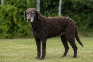 Curly Coated Retriever — senior