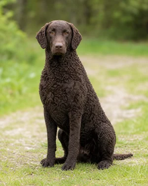Curly Coated Retriever — sitting