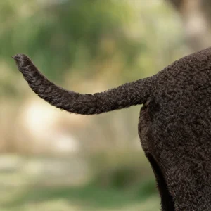 Curly Coated Retriever — tail
