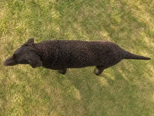 Curly Coated Retriever — top