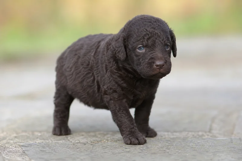 Curly Coated Retriever — young puppy (~1 mo)