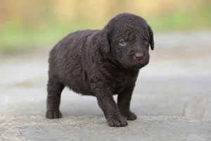 Curly Coated Retriever — young puppy (~1 mo)