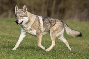 Czechoslovakian Wolfdog — running