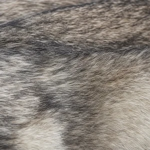 Czechoslovakian Wolfdog — coat texture
