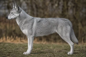 Czechoslovakian Wolfdog — Silver-gray coat