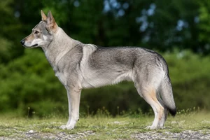 Czechoslovakian Wolfdog — Wolf-gray coat