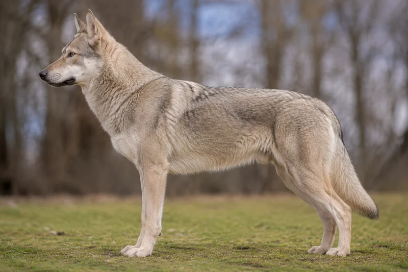 Czechoslovakian Wolfdog — Yellow-gray coat