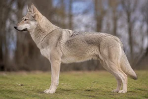 Czechoslovakian Wolfdog — Yellow-gray coat
