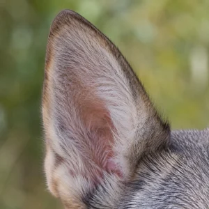 Czechoslovakian Wolfdog — ears