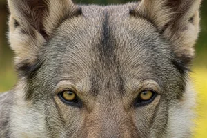 Czechoslovakian Wolfdog — eyes