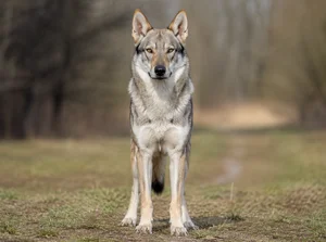 Czechoslovakian Wolfdog — front